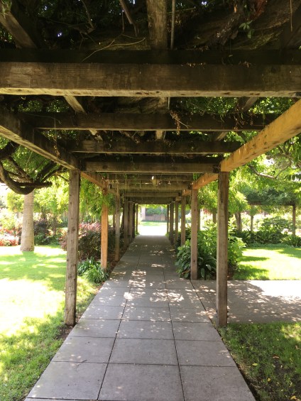 Santa Clara University - wisteria walkway