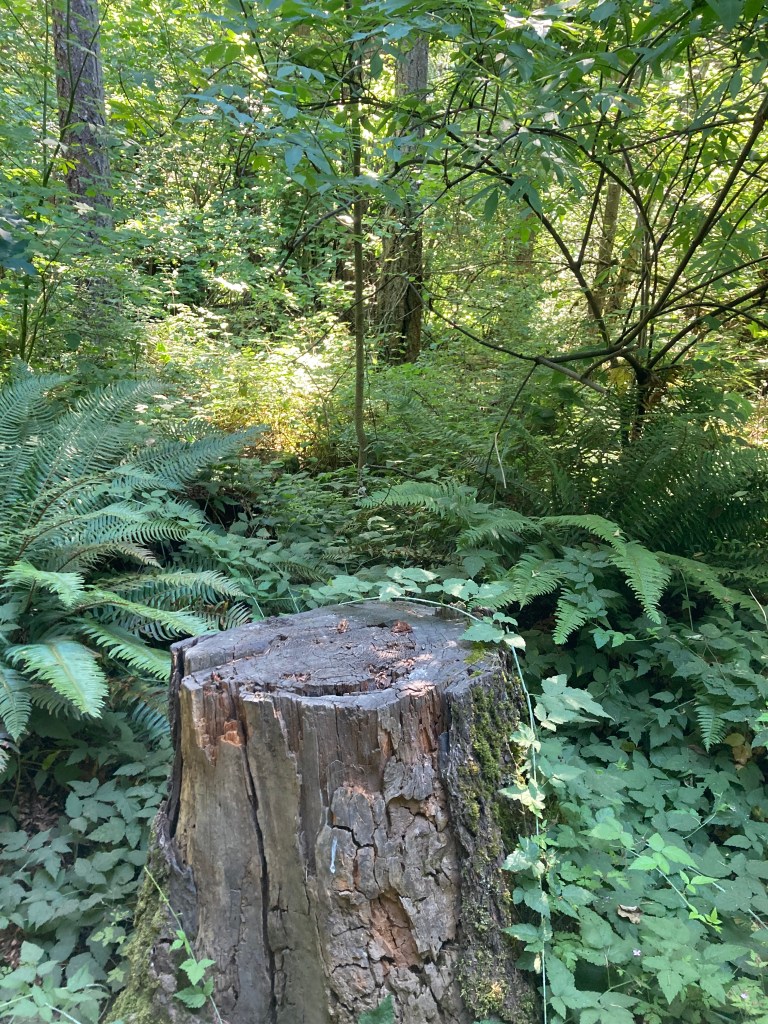 Tree stump surrounded by ferns and other greenery