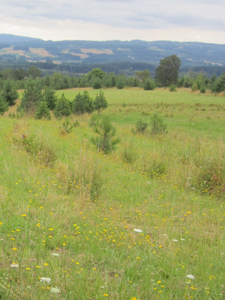 Prairie at Cooper Mountain Nature Park with wildflowers