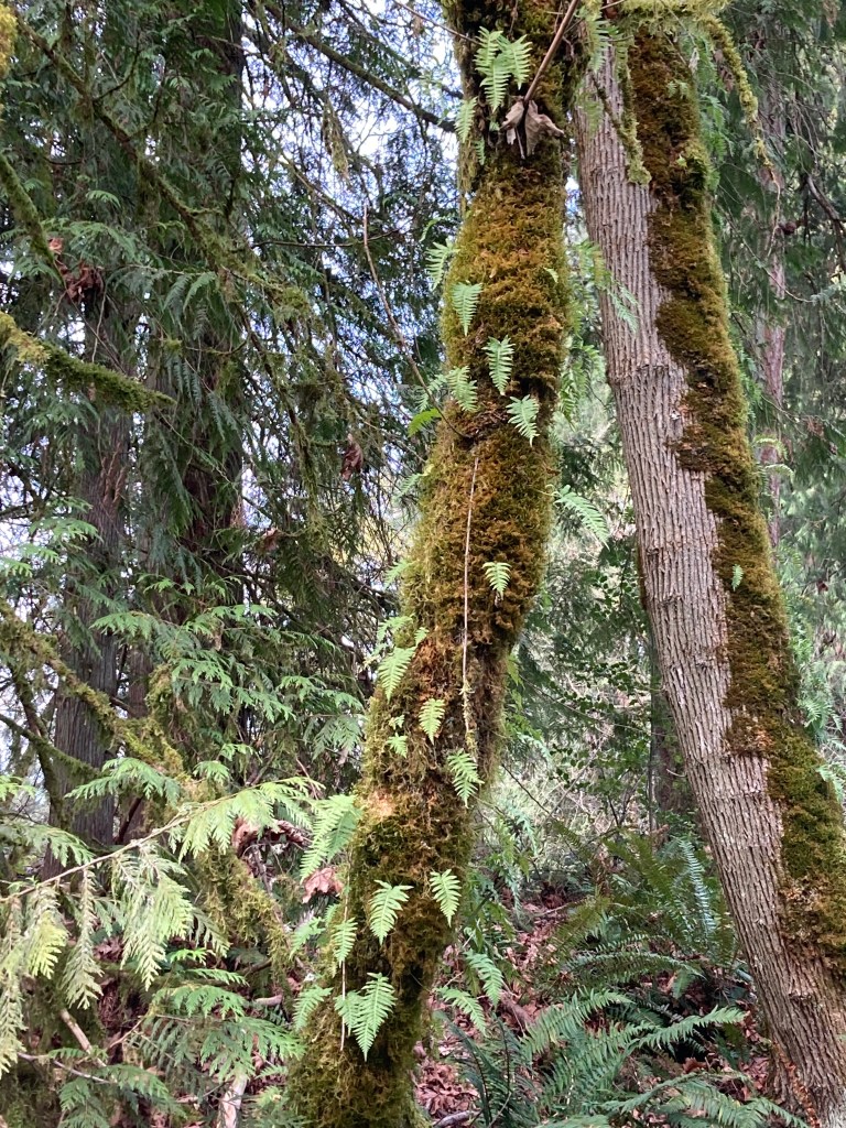 Tree trunk covered with thick dark green moss and single fronds of fern sticking out from it.