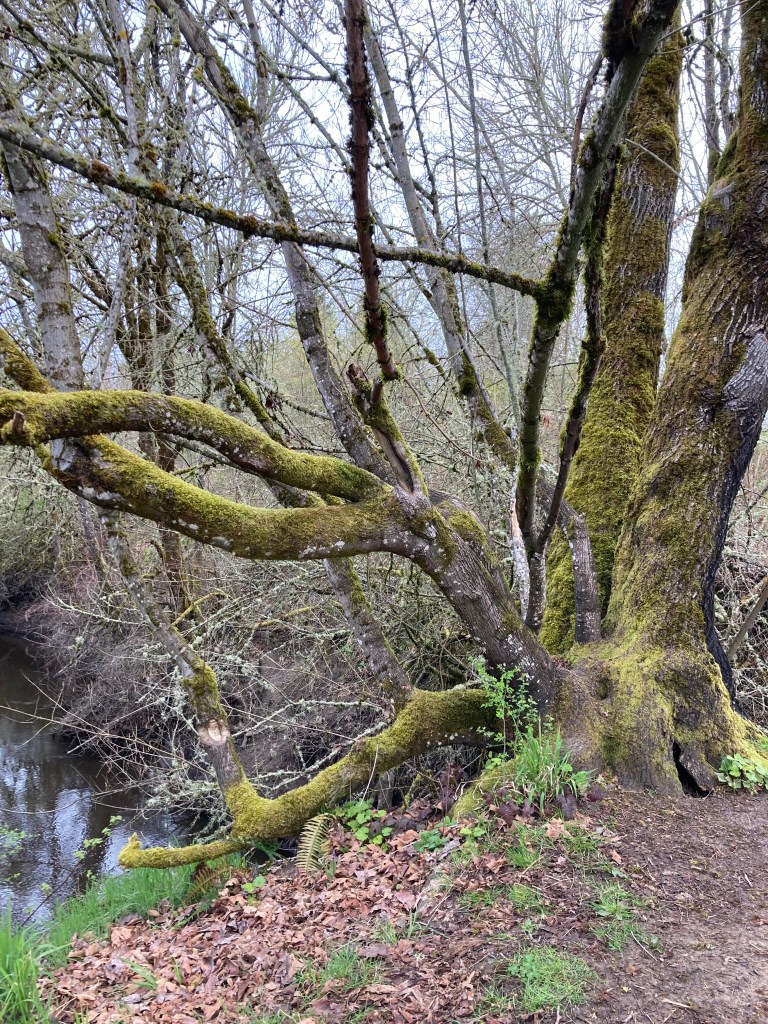 Oak tree covered in light green moss next to a stream.